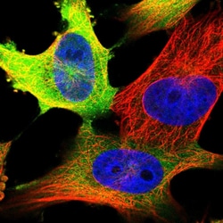 Invitrogen Cyclin B1 Polyclonal Antibody 100 &mu;L; Unconjugated:Antibodies,