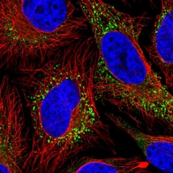 Invitrogen COL5A1 Polyclonal Antibody 100 &mu;L; Unconjugated:Antibodies,