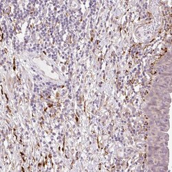 Invitrogen COL5A1 Polyclonal Antibody 100 &mu;L; Unconjugated:Antibodies,