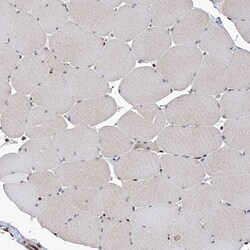 Invitrogen IRF2 Polyclonal Antibody 100 &mu;L; Unconjugated:Antibodies,