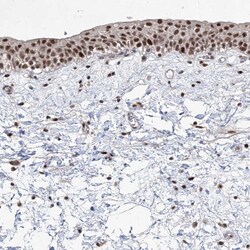 Invitrogen IRF2 Polyclonal Antibody 100 &mu;L; Unconjugated:Antibodies,