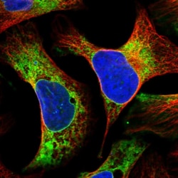 Invitrogen LRRC59 Polyclonal Antibody 100 &mu;L; Unconjugated:Antibodies,