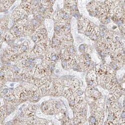Invitrogen LRRC59 Polyclonal Antibody 100 &mu;L; Unconjugated:Antibodies,