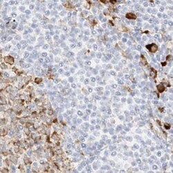 Invitrogen LRRC59 Polyclonal Antibody 100 &mu;L; Unconjugated:Antibodies,