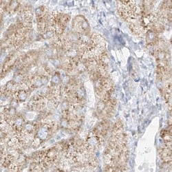 Invitrogen LRRC59 Polyclonal Antibody 100 &mu;L; Unconjugated:Antibodies,