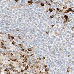 Invitrogen LRRC59 Polyclonal Antibody 100 &mu;L; Unconjugated:Antibodies,