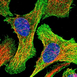 Invitrogen Golgi protein 58k Polyclonal Antibody 100 &mu;L; Unconjugated:Antibodies,