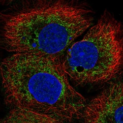 Invitrogen Bcl-rambo Polyclonal Antibody 100 &mu;L; Unconjugated:Antibodies,
