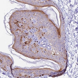 Invitrogen NCK2 Polyclonal Antibody 100 &mu;L; Unconjugated:Antibodies,