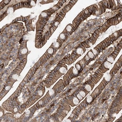 Invitrogen KAO Polyclonal Antibody 100 &mu;L; Unconjugated:Antibodies,