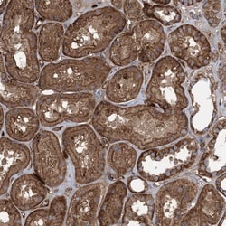 Invitrogen KAO Polyclonal Antibody 100 &mu;L; Unconjugated:Antibodies,