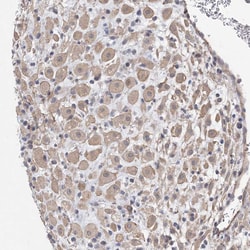 Invitrogen KAO Polyclonal Antibody 100 &mu;L; Unconjugated:Antibodies,