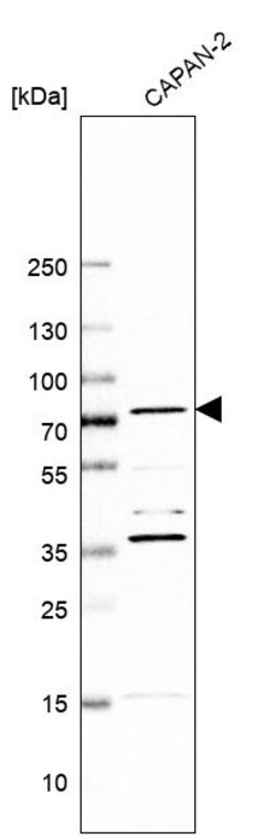 Invitrogen KAO Polyclonal Antibody 100 &mu;L; Unconjugated:Antibodies,