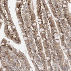 Invitrogen KAO Polyclonal Antibody 100 &mu;L; Unconjugated:Antibodies,