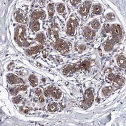 Invitrogen CD133 Polyclonal Antibody 100 &mu;L; Unconjugated:Antibodies,