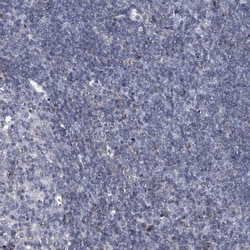 Invitrogen MLLT1 Polyclonal Antibody 100 &mu;L; Unconjugated:Antibodies,
