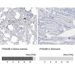 CD41 Polyclonal Antibody, Invitrogen 100 &mu;L; Unconjugated:Antibodies,