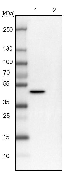 Invitrogen PGD Polyclonal Antibody 100 &mu;L | Buy Online | Invitrogen&trade; | Fisher Scientific