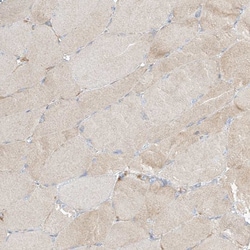 Invitrogen PGD Polyclonal Antibody 100 &mu;L; Unconjugated:Antikörper