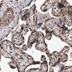 Invitrogen DUSP22 Polyclonal Antibody 100 &mu;L; Unconjugated:Antibodies,