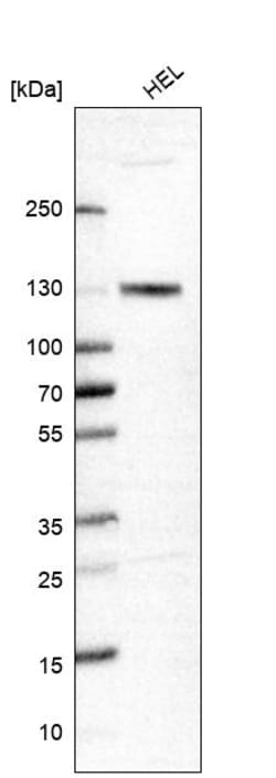 Invitrogen MCM2 Polyclonal Antibody 100 &mu;L; Unconjugated:Antibodies,