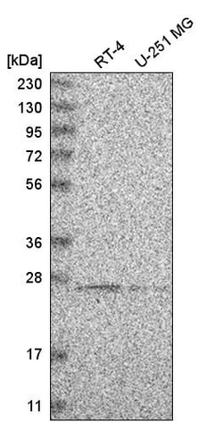 Invitrogen HSCB Polyclonal Antibody 100 &mu;L; Unconjugated:Antibodies,