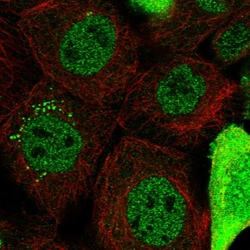 Invitrogen CAPZB Polyclonal Antibody 100 &mu;L; Unconjugated:Antibodies,