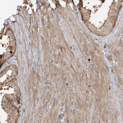 Invitrogen CAPZB Polyclonal Antibody 100 &mu;L; Unconjugated:Antibodies,