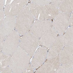 Invitrogen CAPZB Polyclonal Antibody 100 &mu;L; Unconjugated:Antibodies,