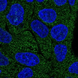 Invitrogen Lano Polyclonal Antibody 100 &mu;L; Unconjugated:Antibodies,