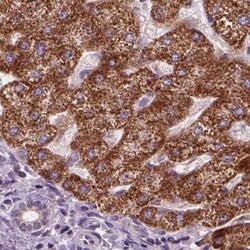 Invitrogen PECI Polyclonal Antibody 100 μL; Unconjugated:Antibodies,
