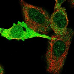 Invitrogen KYNU Polyclonal Antibody 100 &mu;L; Unconjugated:Antibodies,