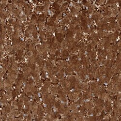 Invitrogen KYNU Polyclonal Antibody 100 &mu;L; Unconjugated:Antibodies,
