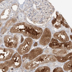 Invitrogen KYNU Polyclonal Antibody 100 &mu;L; Unconjugated:Antibodies,