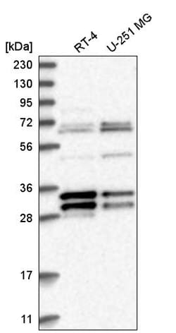 Invitrogen MORF4L2 Polyclonal Antibody 100 &mu;L; Unconjugated:Antibodies,