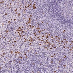 Invitrogen CXCR2 Polyclonal Antibody 100 &mu;L; Unconjugated:Antibodies,