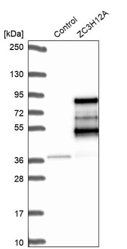 Invitrogen ZC3H12A Polyclonal Antibody 100 &mu;L | Buy Online | Invitrogen&trade; | Fisher Scientific
