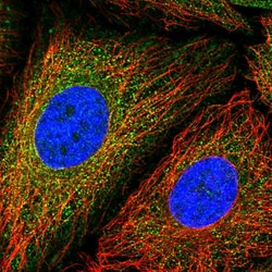 Invitrogen GANP Polyclonal Antibody 100 &mu;L; Unconjugated:Antibodies,