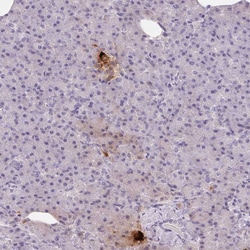 Invitrogen PPY Polyclonal Antibody 100 &mu;L | Buy Online | Invitrogen&trade; | Fisher Scientific