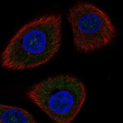 Invitrogen DDIT4 Polyclonal Antibody 100 &mu;L; Unconjugated:Antibodies,