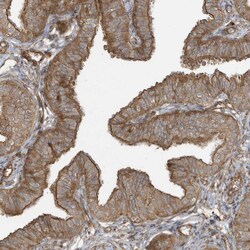 Invitrogen DDIT4 Polyclonal Antibody 100 &mu;L; Unconjugated:Antibodies,