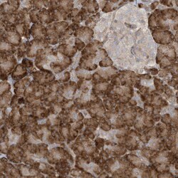 Invitrogen DDIT4 Polyclonal Antibody 100 &mu;L; Unconjugated:Antibodies,