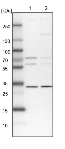 Invitrogen PRC1 Polyclonal Antibody 100 &mu;L | Buy Online | Invitrogen&trade; | Fisher Scientific