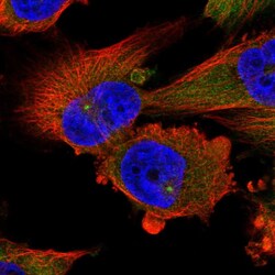Invitrogen Dynactin 1 Polyclonal Antibody 100 &mu;L; Unconjugated:Antibodies,