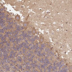 Invitrogen Dynactin 1 Polyclonal Antibody 100 &mu;L; Unconjugated:Antibodies,