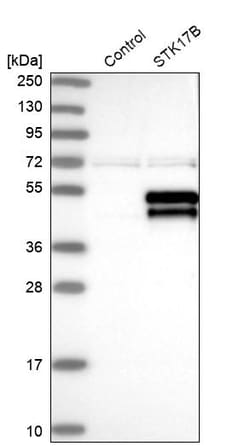 Invitrogen DRAK2 Polyclonal Antibody 100 &mu;L; Unconjugated:Antibodies,