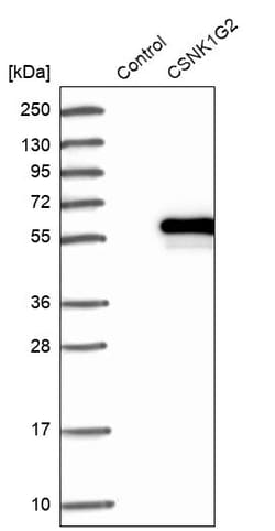 Invitrogen CK1 gamma-2 Polyclonal Antibody 100 &mu;L; Unconjugated:Antibodies,