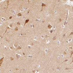 Invitrogen GRAF Polyclonal Antibody 100 &mu;L; Unconjugated:Antibodies,