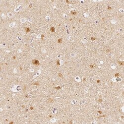 Invitrogen GRAF Polyclonal Antibody 100 &mu;L; Unconjugated:Antibodies,