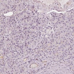 Invitrogen GRAF Polyclonal Antibody 100 &mu;L; Unconjugated:Antibodies,